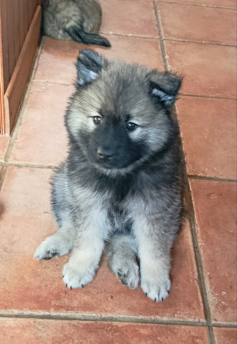Guardians Of Storming Wheel - Chiots disponibles - Eurasier