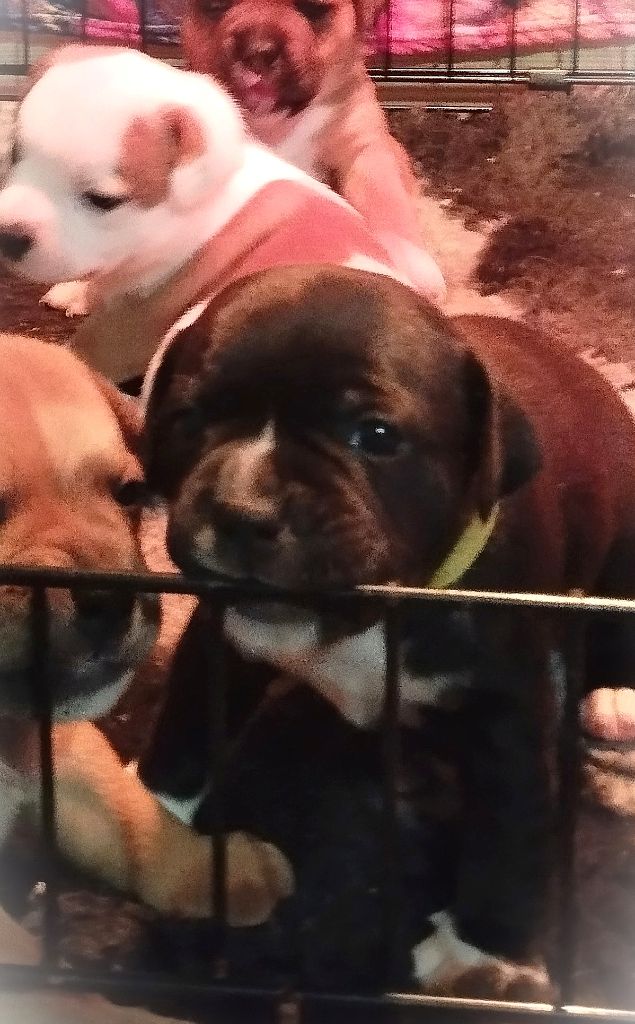 Guardians Of Storming Wheel - Chiots disponibles - Staffordshire Bull Terrier