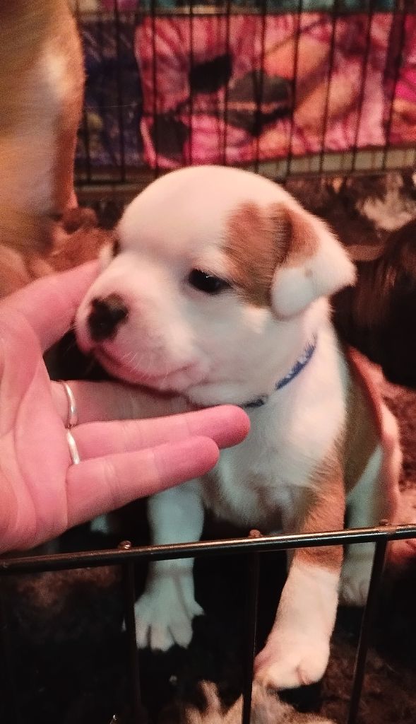 Guardians Of Storming Wheel - Chiots disponibles - Staffordshire Bull Terrier