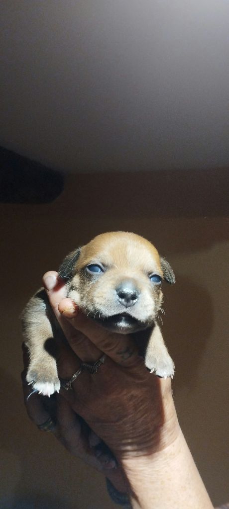 Guardians Of Storming Wheel - Chiots disponibles - Staffordshire Bull Terrier
