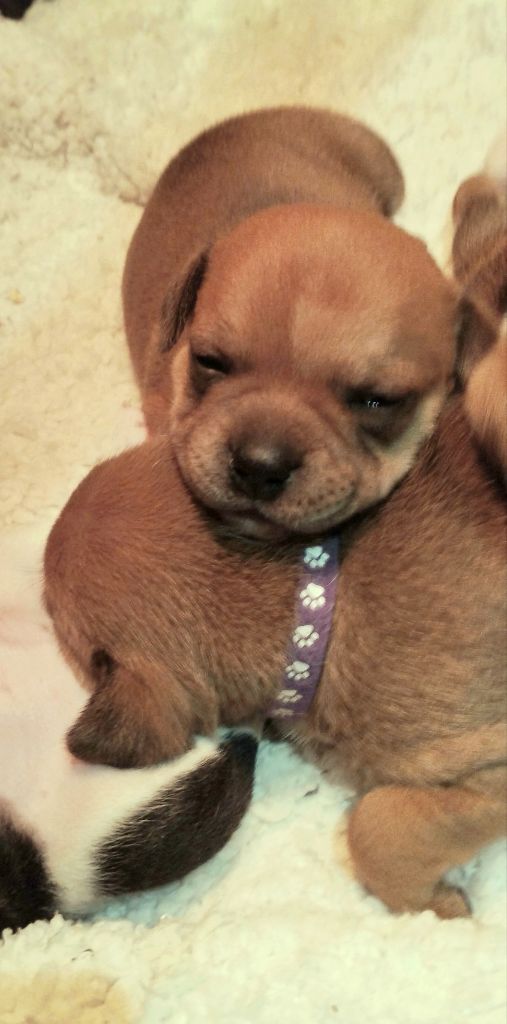 Guardians Of Storming Wheel - Chiots disponibles - Staffordshire Bull Terrier