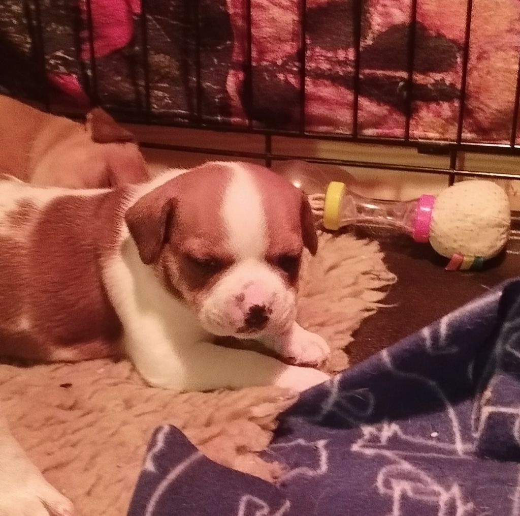 Guardians Of Storming Wheel - Chiots disponibles - Staffordshire Bull Terrier