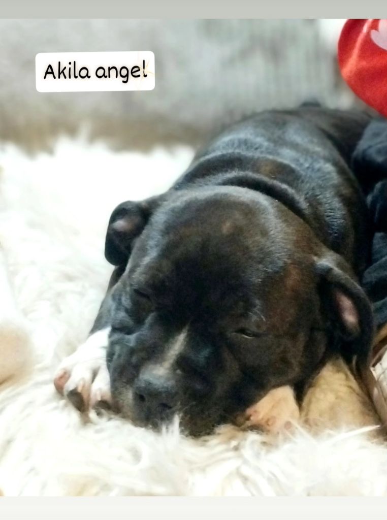 Guardians Of Storming Wheel - Chiots disponibles - Staffordshire Bull Terrier