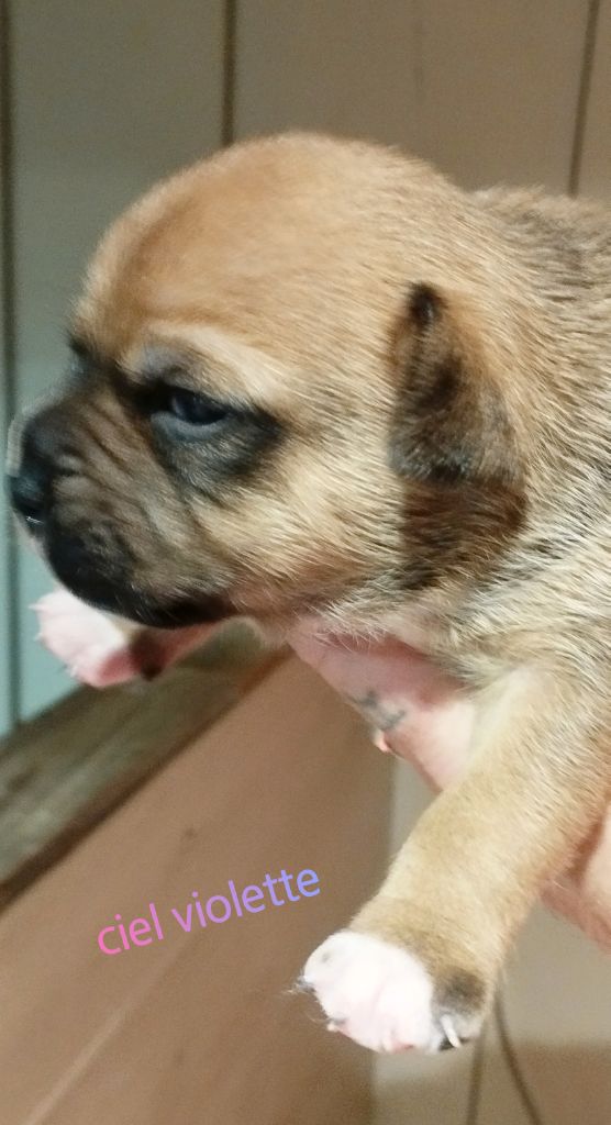 Guardians Of Storming Wheel - Chiots disponibles - Staffordshire Bull Terrier