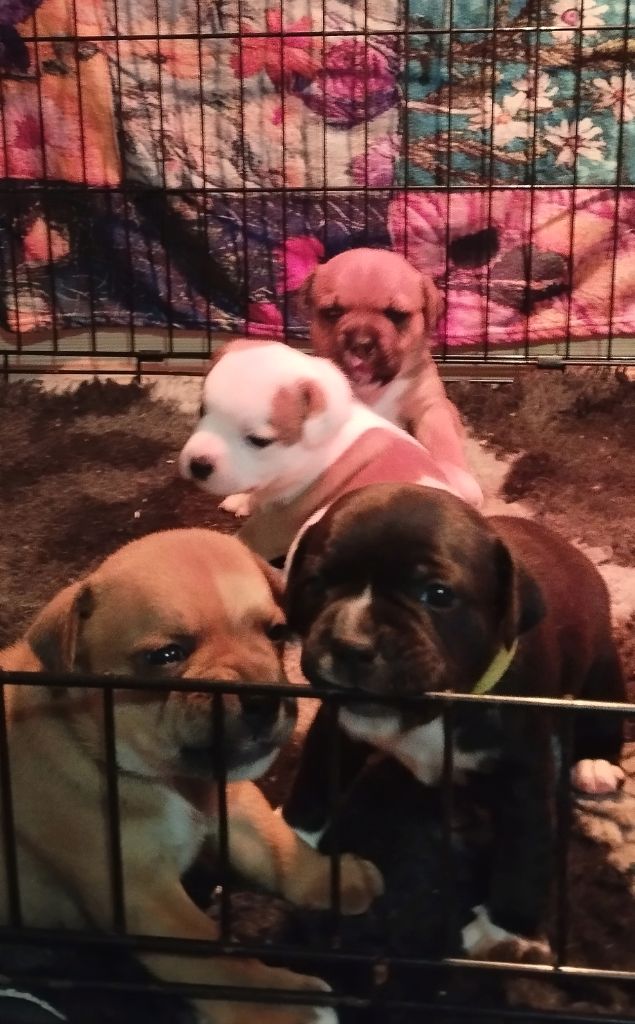 Guardians Of Storming Wheel - Chiots disponibles - Staffordshire Bull Terrier