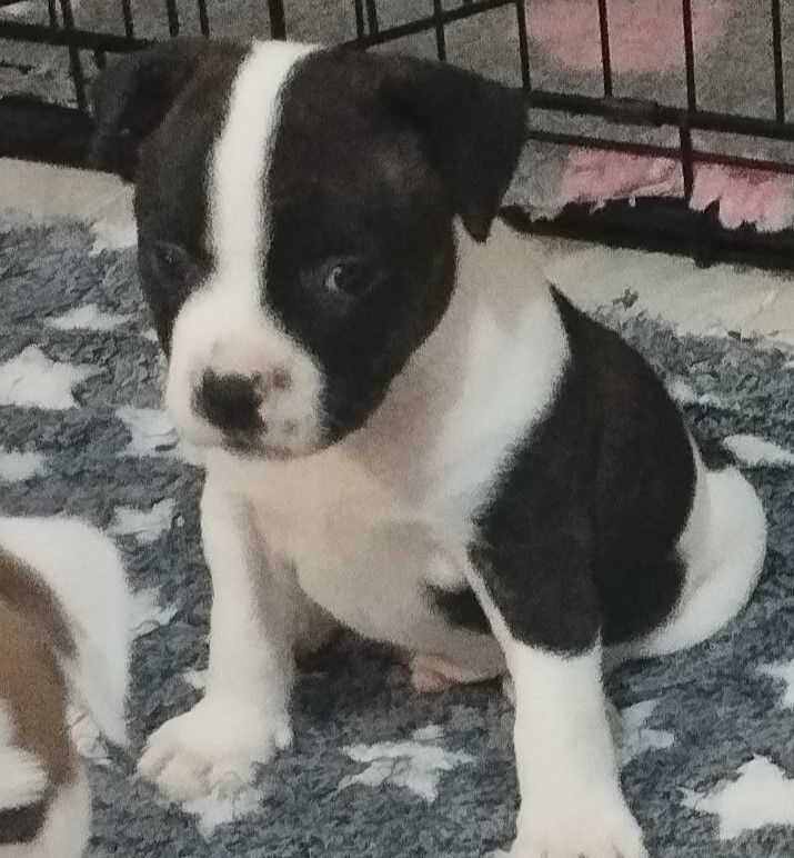Guardians Of Storming Wheel - Chiots disponibles - Staffordshire Bull Terrier