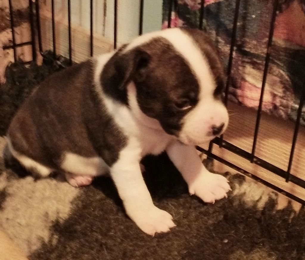 Guardians Of Storming Wheel - Chiots disponibles - Staffordshire Bull Terrier