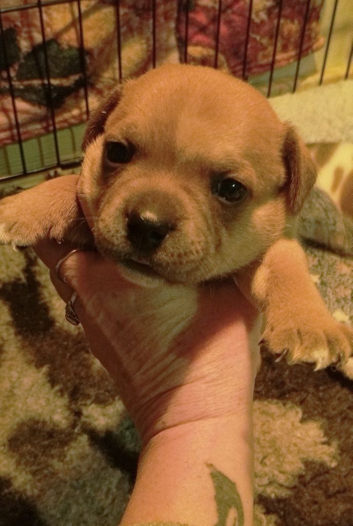Guardians Of Storming Wheel - Chiots disponibles - Staffordshire Bull Terrier