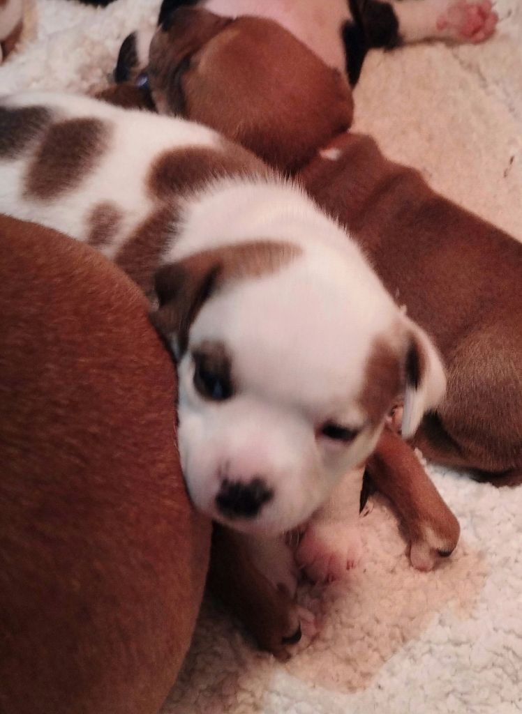 Guardians Of Storming Wheel - Chiots disponibles - Staffordshire Bull Terrier