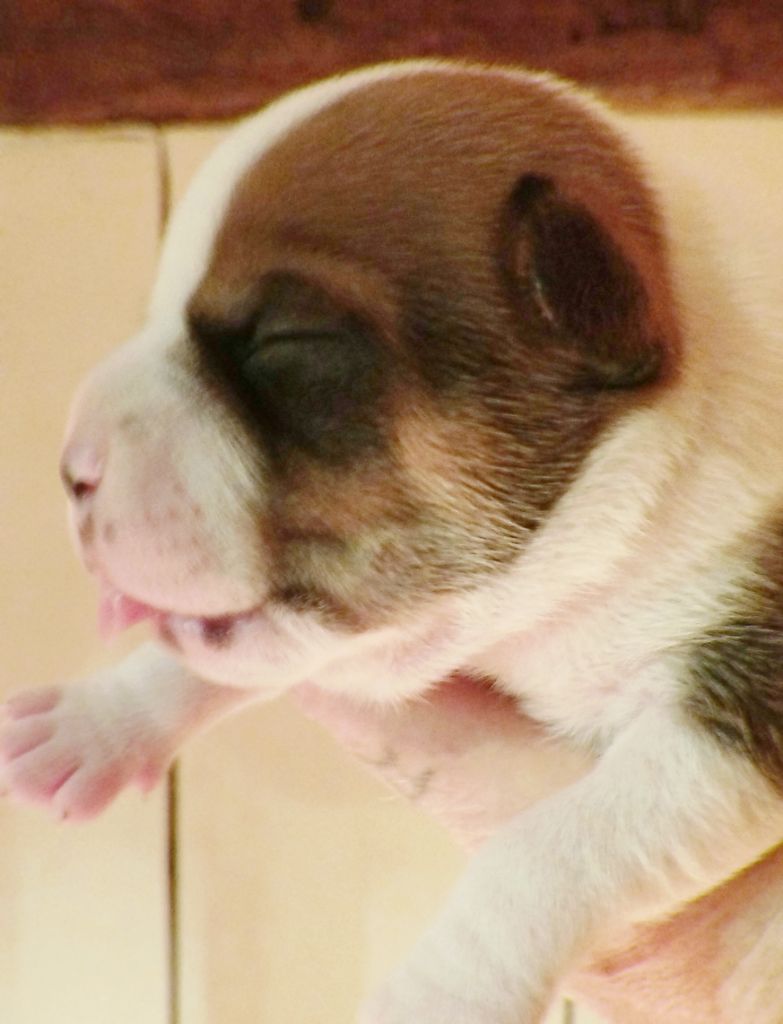 Guardians Of Storming Wheel - Chiots disponibles - Staffordshire Bull Terrier