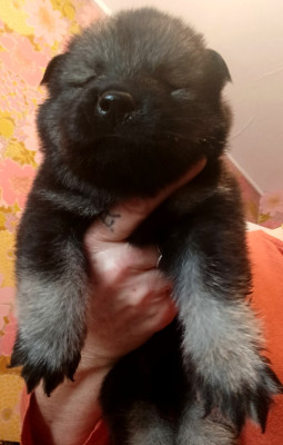 Balou