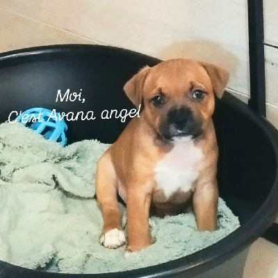 A'Bonnie (angel)