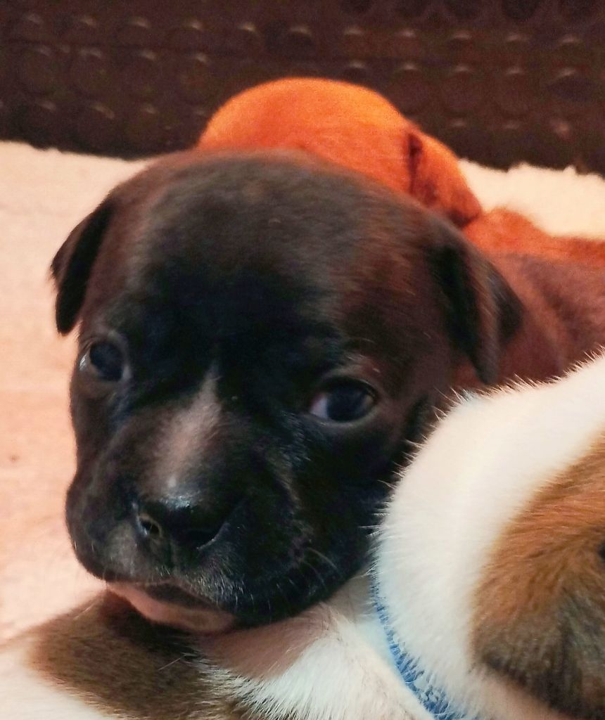 Guardians Of Storming Wheel - Chiots disponibles - Staffordshire Bull Terrier