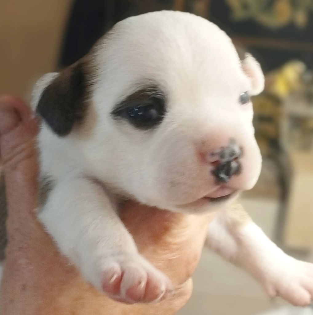 Guardians Of Storming Wheel - Chiots disponibles - Staffordshire Bull Terrier