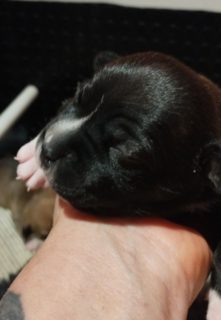Guardians Of Storming Wheel - Chiots disponibles - Staffordshire Bull Terrier