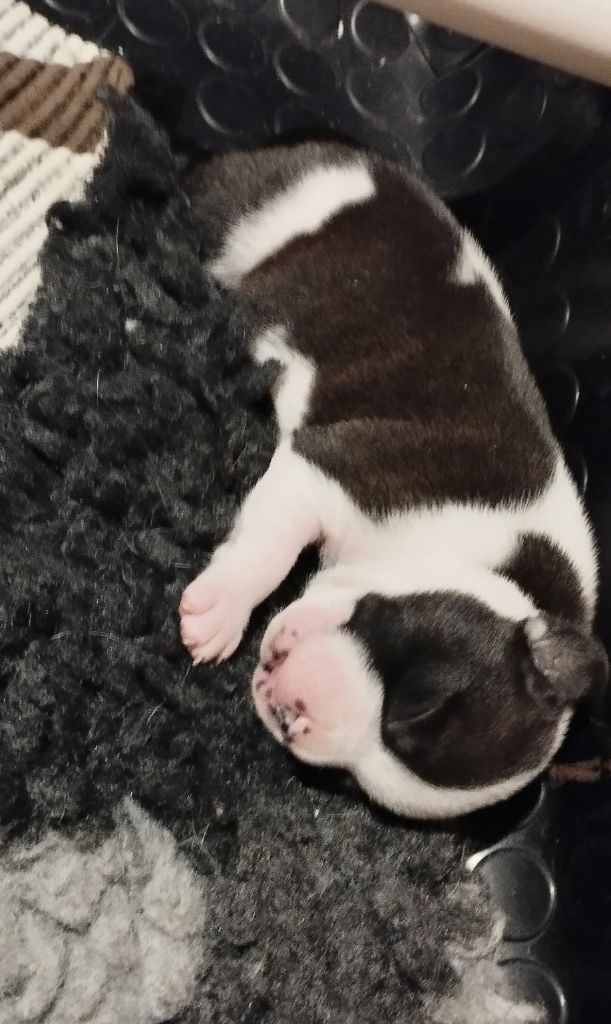 Guardians Of Storming Wheel - Chiots disponibles - Staffordshire Bull Terrier