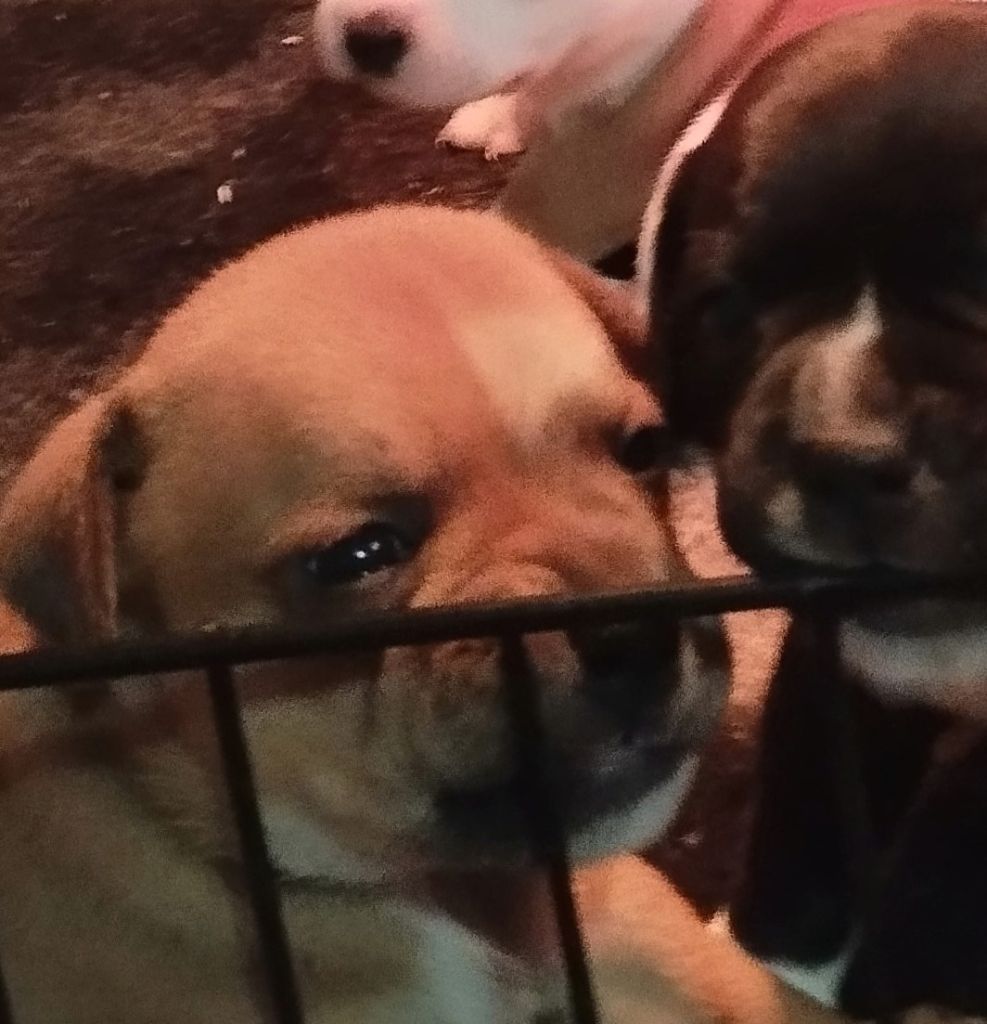 Guardians Of Storming Wheel - Chiots disponibles - Staffordshire Bull Terrier